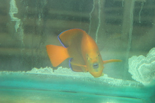 Clarion Angel | Holacanthus clarionensis (8" Male)