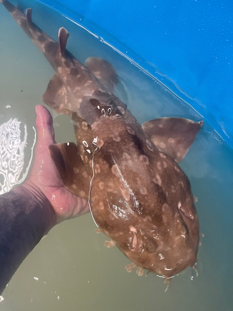 Orectolobus Japonicus (Japanese wobbegong) shark (30")