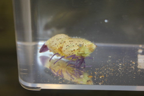 Purple leg Marble Shrimp (Saron Rectirostris)