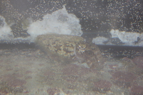 Cuttlefish (4" adult)