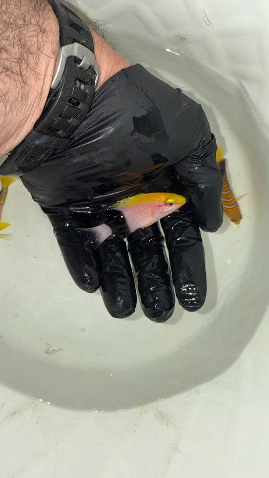 Tarry Hogfish | Bodianus bilunulatus (3")