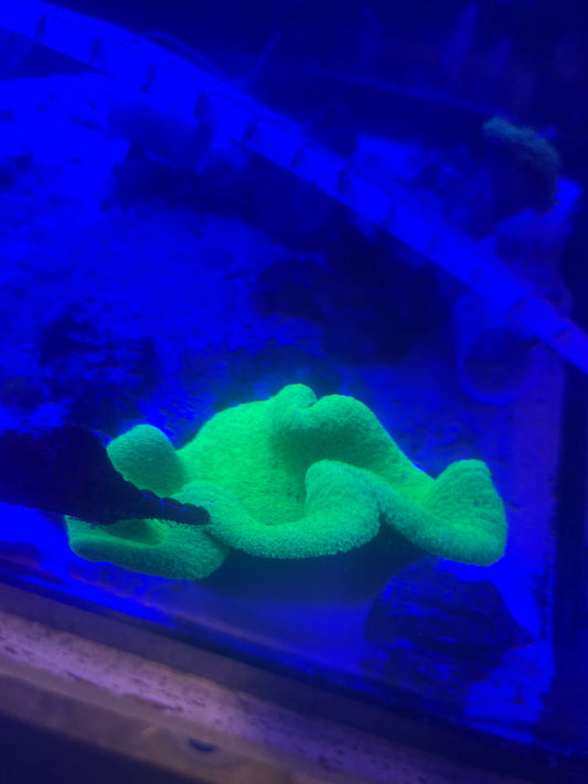 Carpet Anemone-Green (8")