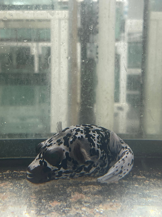 Dalmation (speckled) Dog Face Puffer (4")-#3