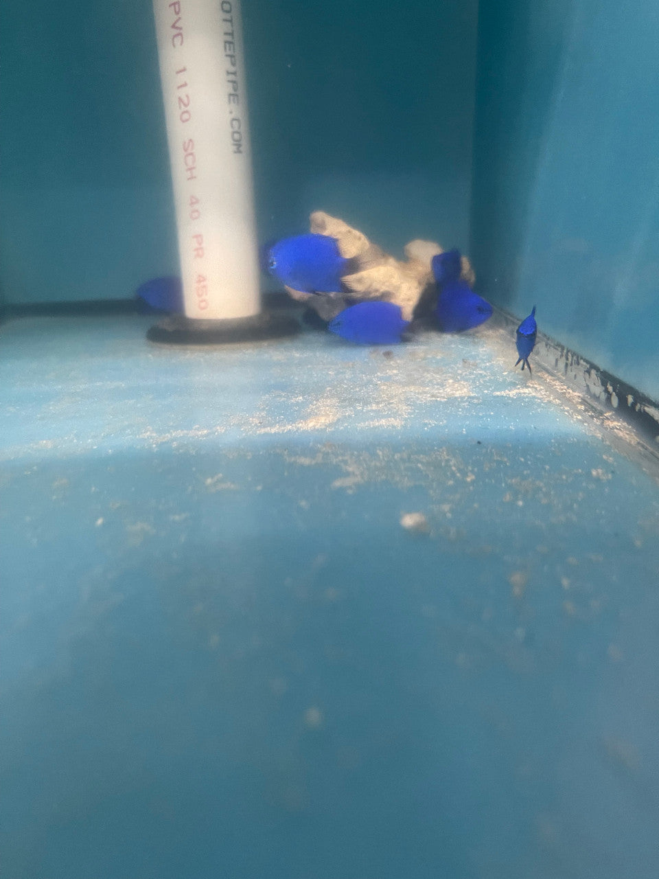 Blue Devil Damsel, Malenesian| Chrysiptera cymatilis