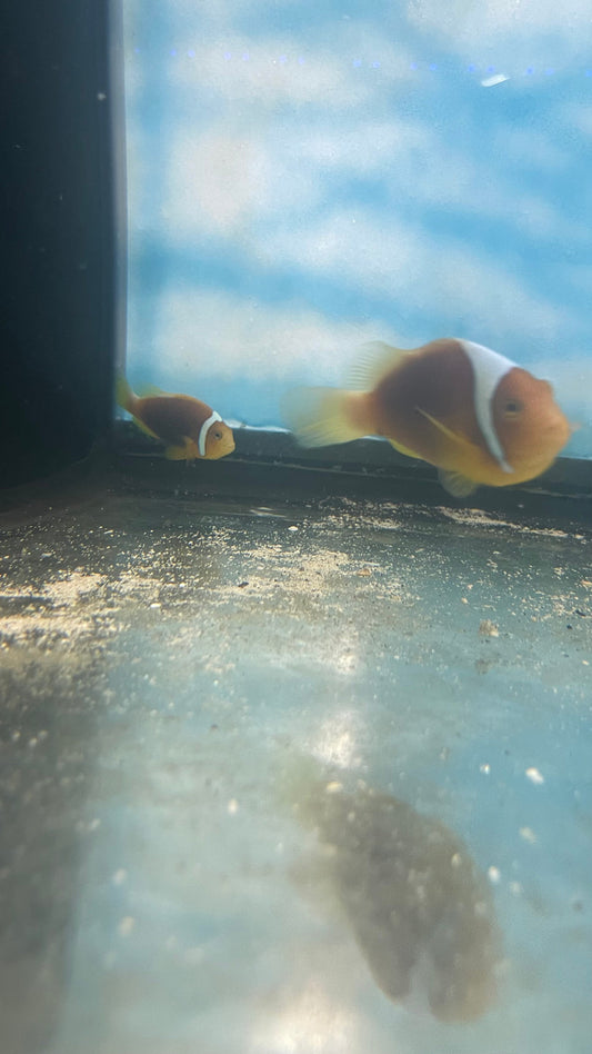 White Bonnet Clownfish - Amphiprion leucokranos-Wild Caught Pair