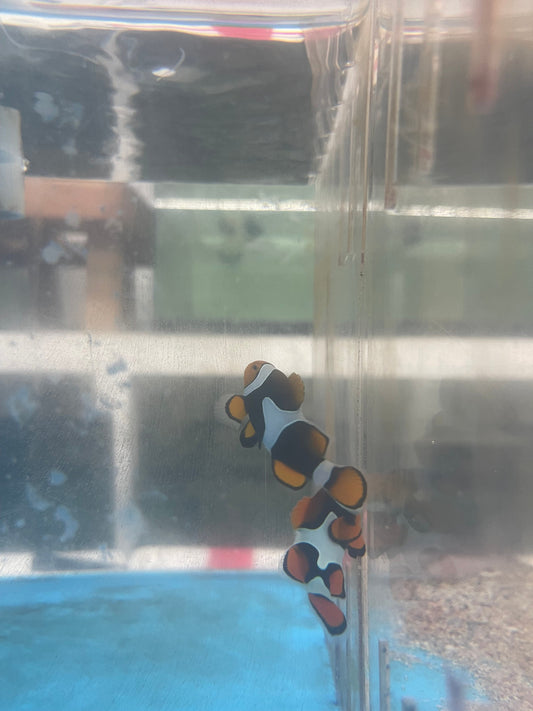 True Percula Clownfish Pairs- #1