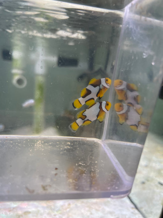 CRAZY WC Designer Picasso Clownfish Pair #3