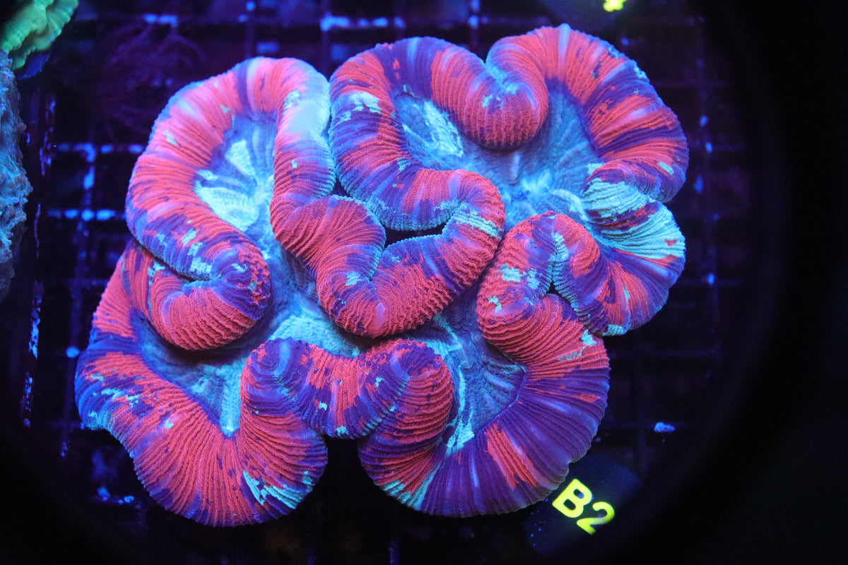 Brain Coral Timor NEON (XL) - Trachyphyllia geoffroyi (B204)