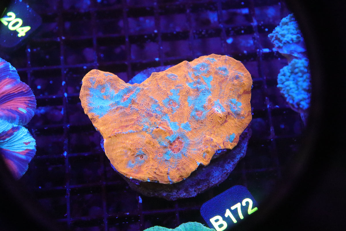Chalice Coral  - Echinopora spp (B172)
