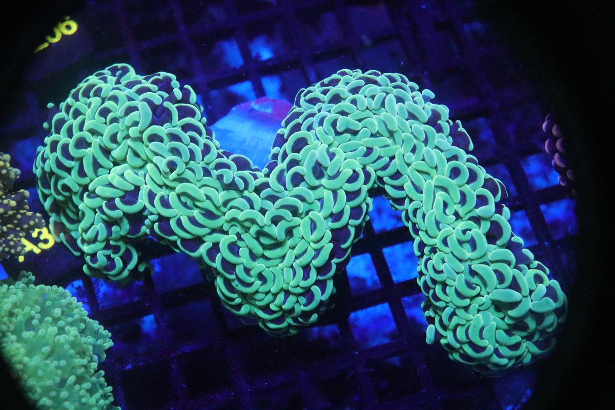 Neon Green Wall Hammer Colony (67)