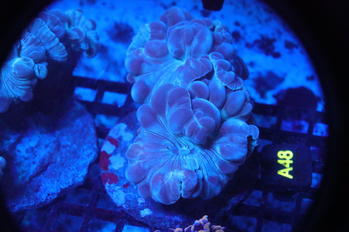 Fox Coral Neon (A48)
