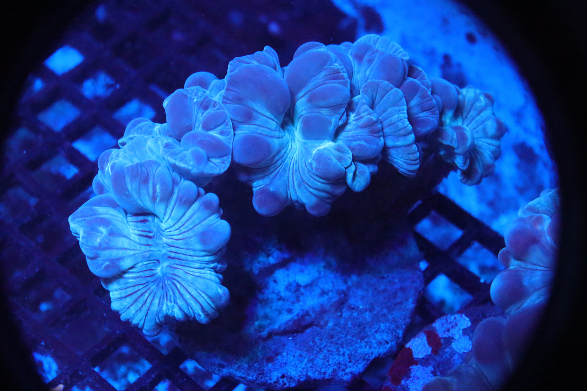 Fox Coral Neon (A48)