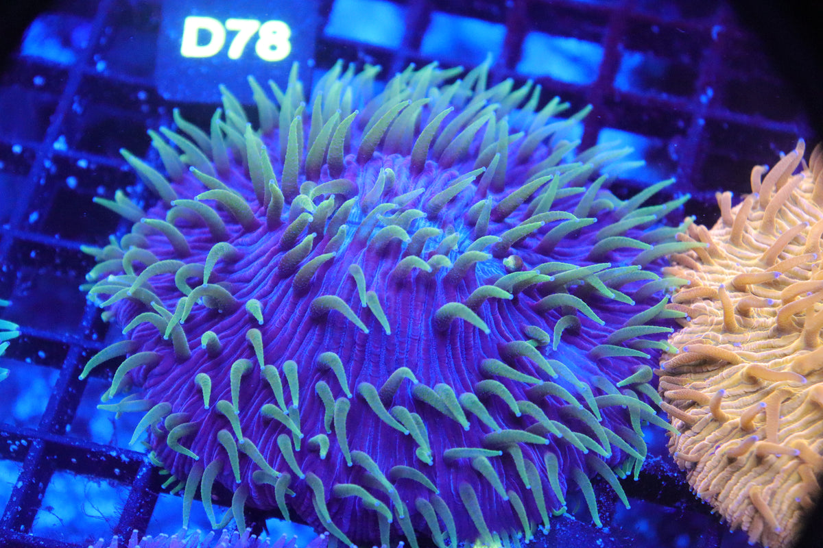 Plate Coral Rough - Fungia spp. (B207)
