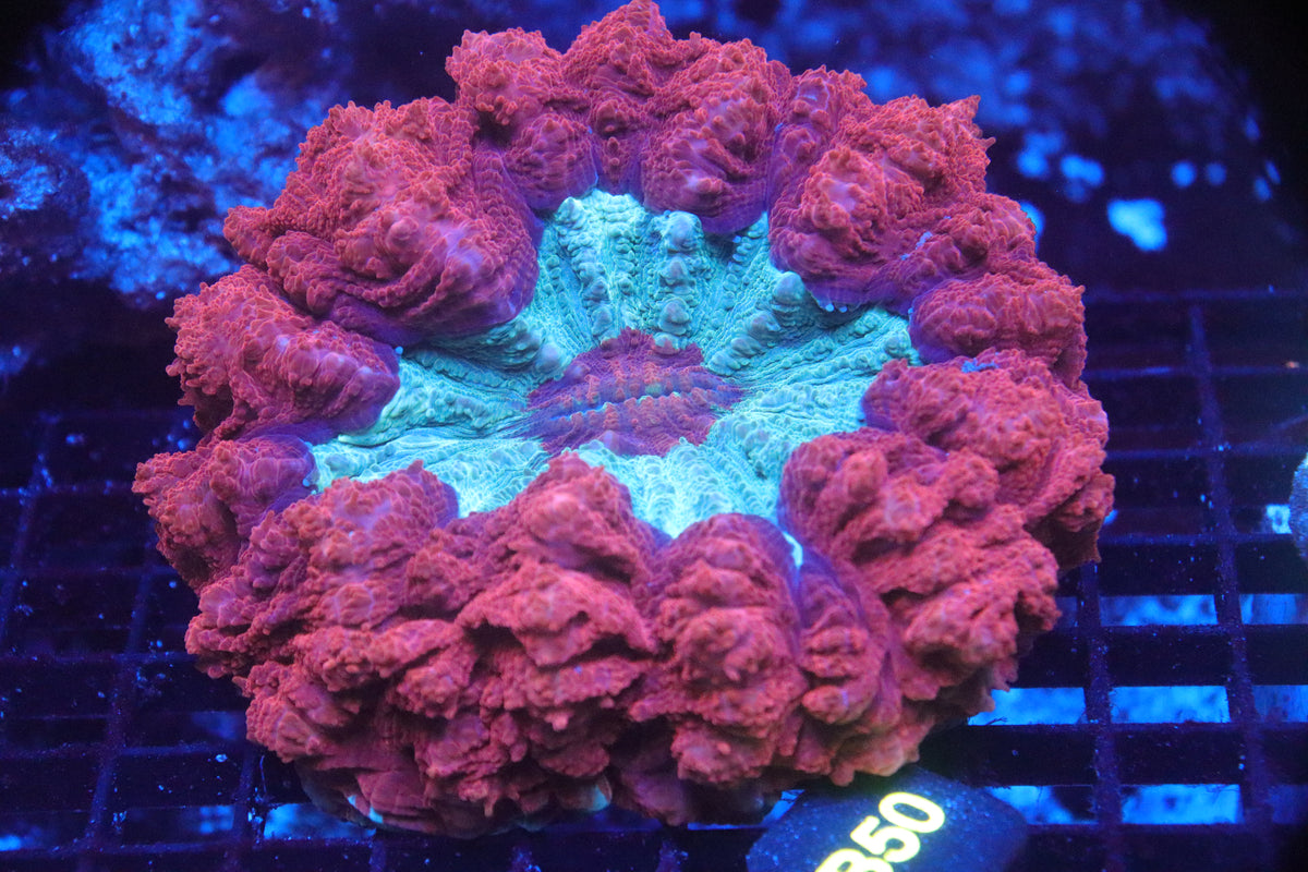 Donut - Acanthophyllia deshayesiana (B50)