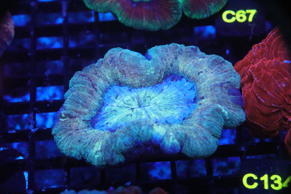 Brain Coral Flat Bottom Multicolor (M) - Trachyphyllia geoffroyi (C134)