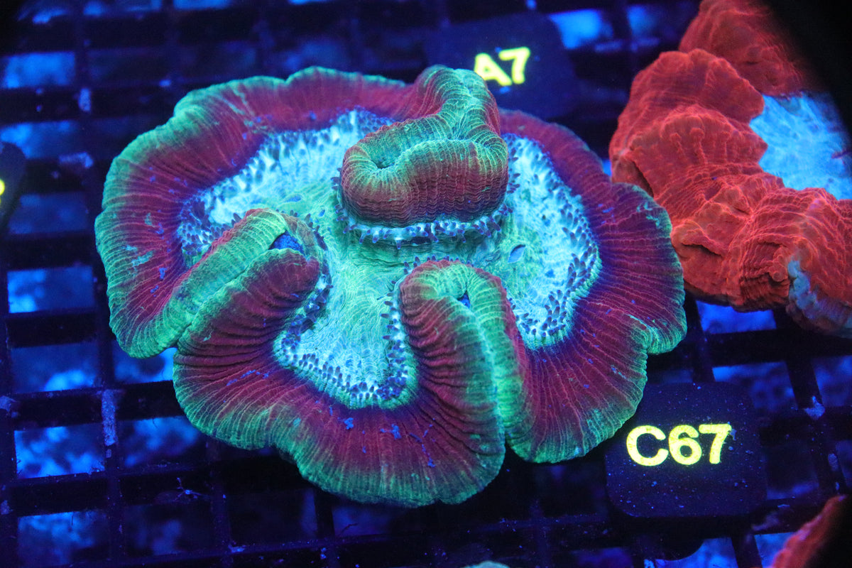 Brain Coral Timor NEON (L) - Trachyphyllia geoffroyi (C67)