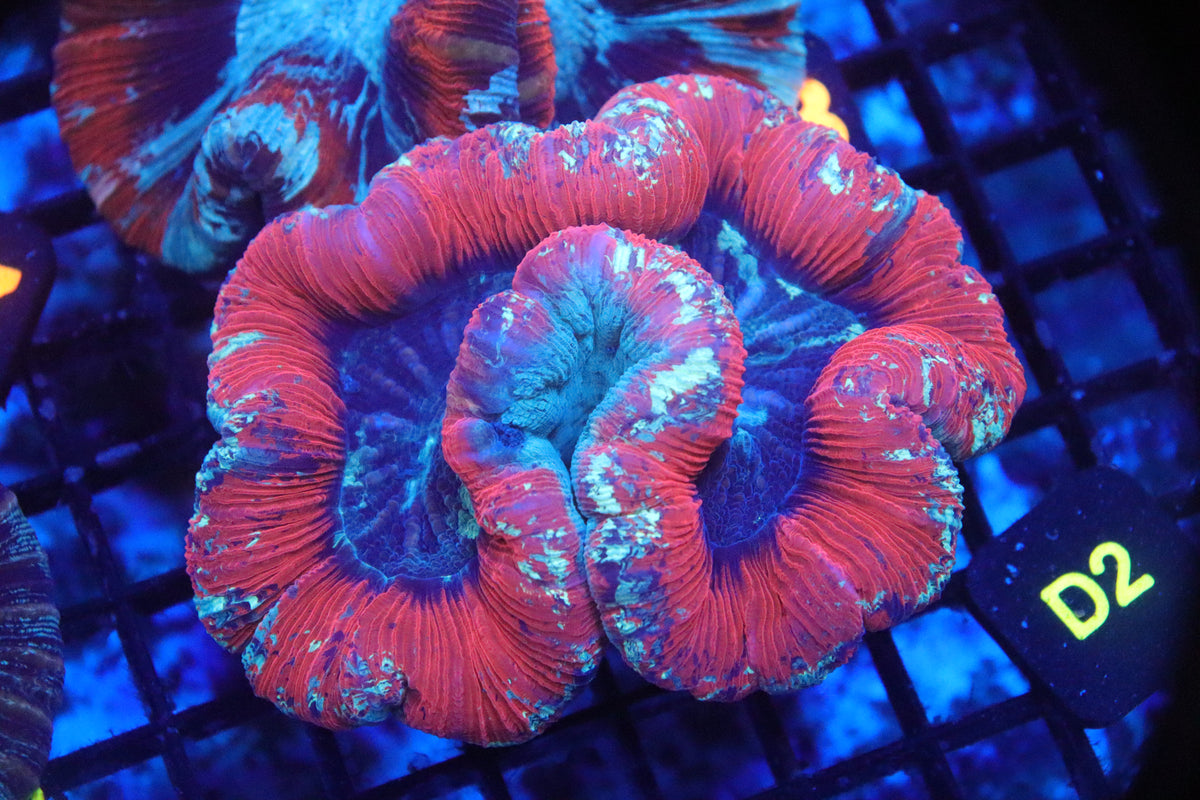 Brain Coral Flat Bottom Multicolor NEON - Trachyphyllia geoffroyi (D2)