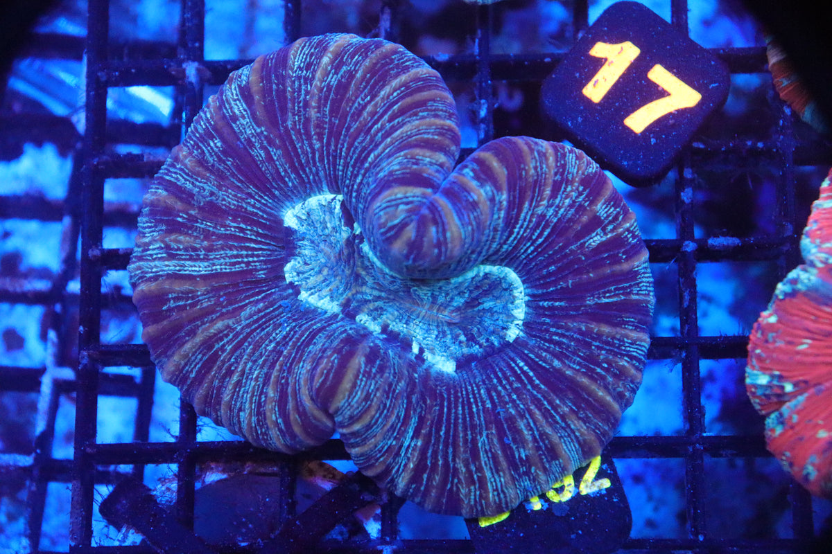 Brain Coral Flat Bottom Multicolor (M) - Trachyphyllia geoffroyi (B192)