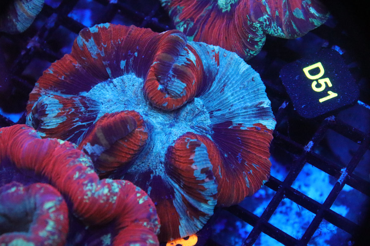 Brain Coral Flat Bottom Multicolor (M) - Trachyphyllia geoffroyi (48)
