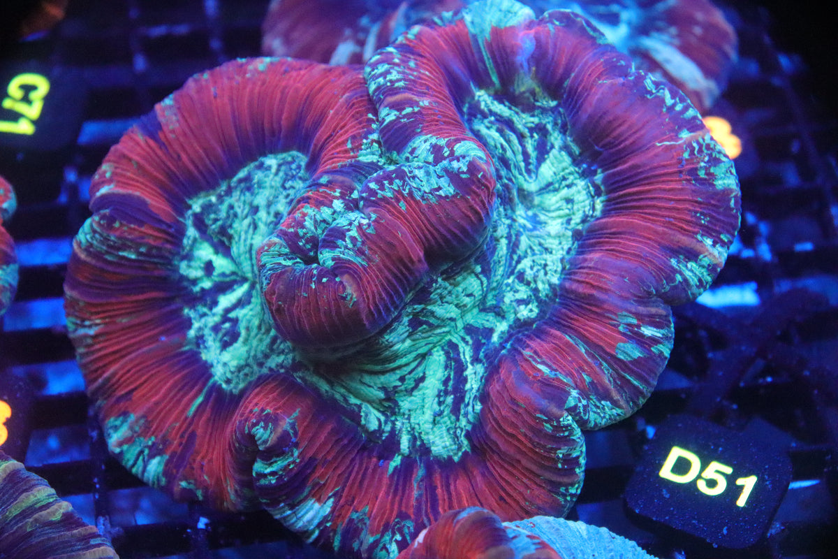 Brain Coral Timor NEON (XL) - Trachyphyllia geoffroyi (D51)