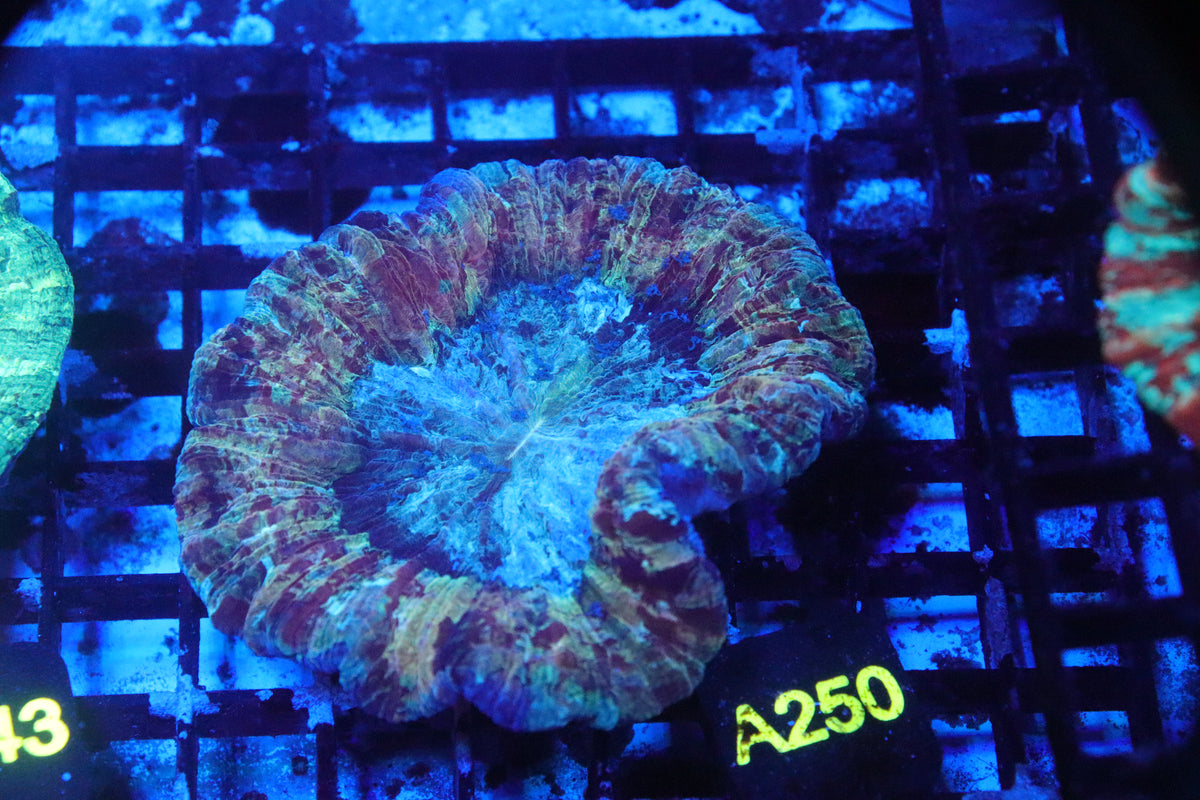 Brain Coral Flat Bottom Multicolor (S) - Trachyphyllia geoffroyi (A250)
