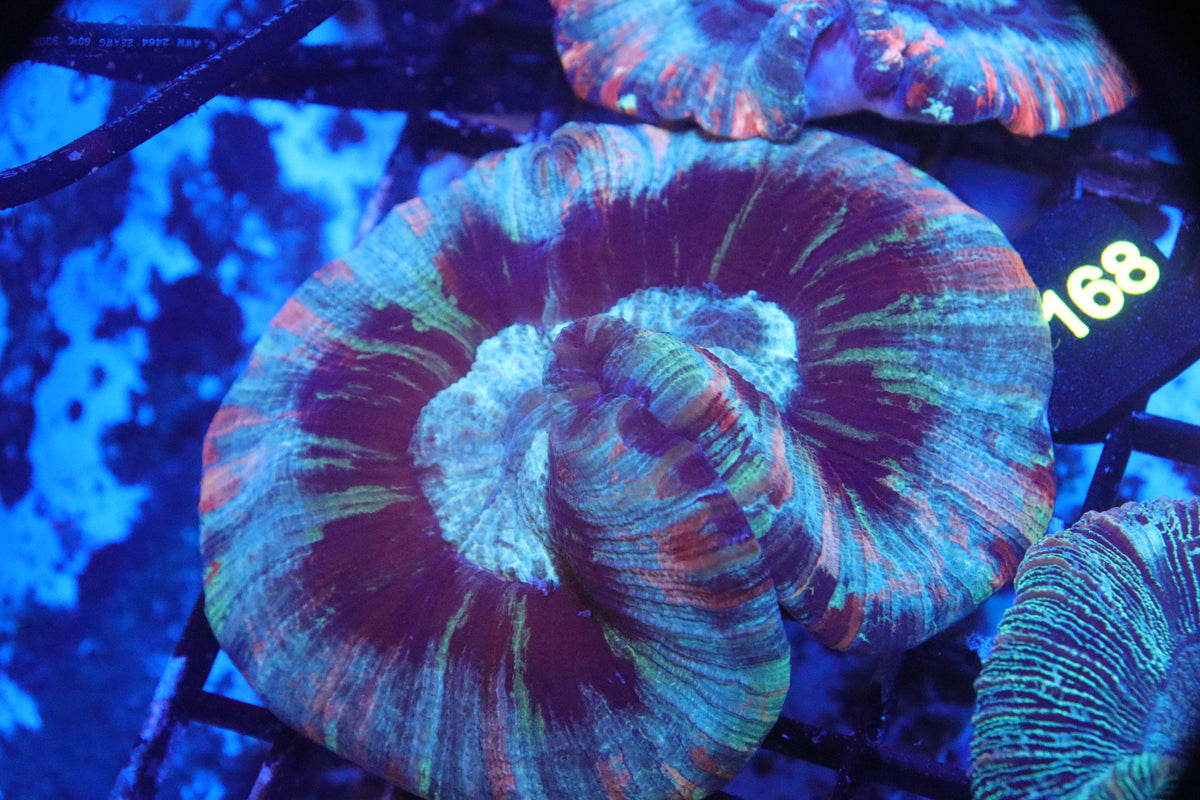Brain Coral Cone Green (S) - Trachyphyllia geoffroyi (C168)