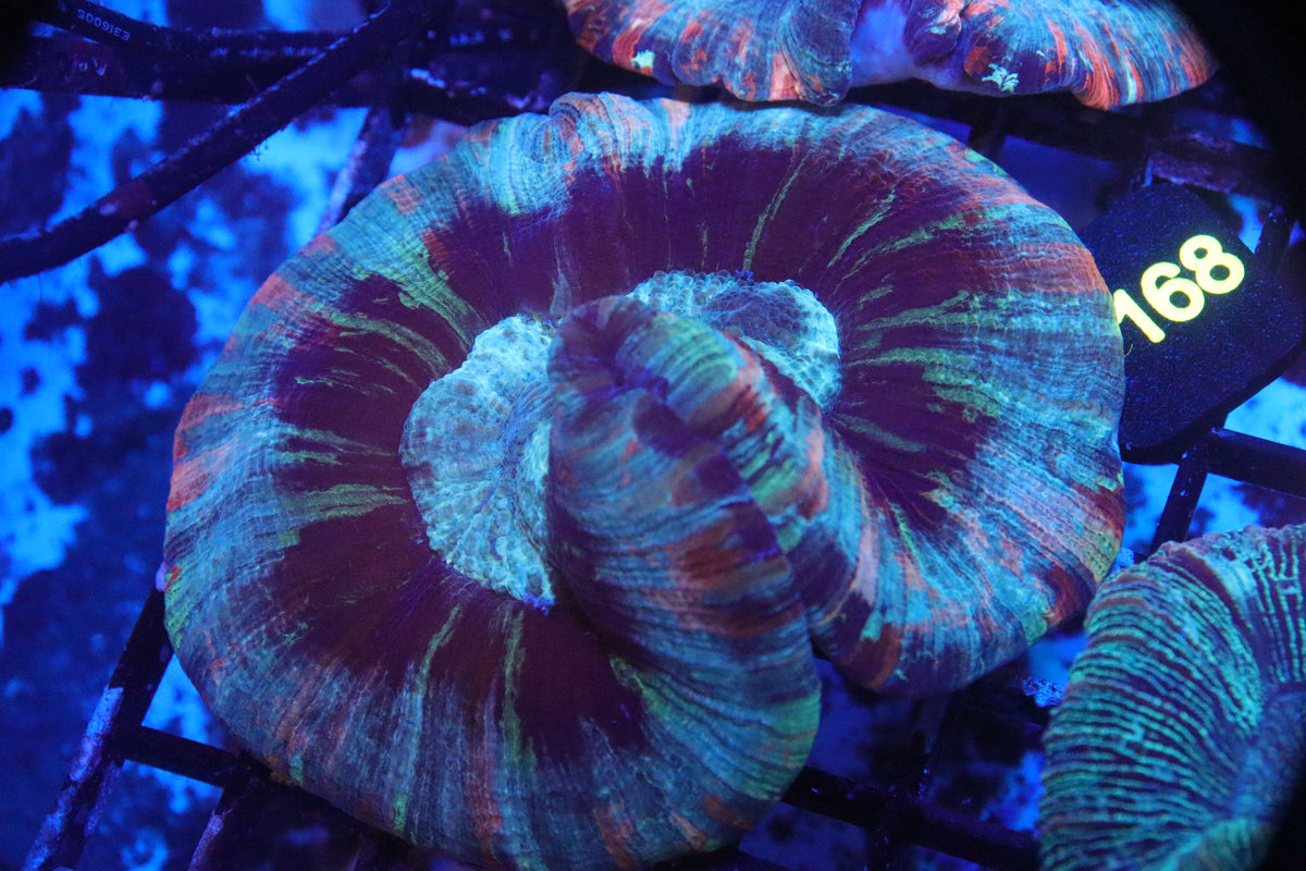 Brain Coral Flat Bottom Multicolor (m) - Trachyphyllia geoffroyi (a148)