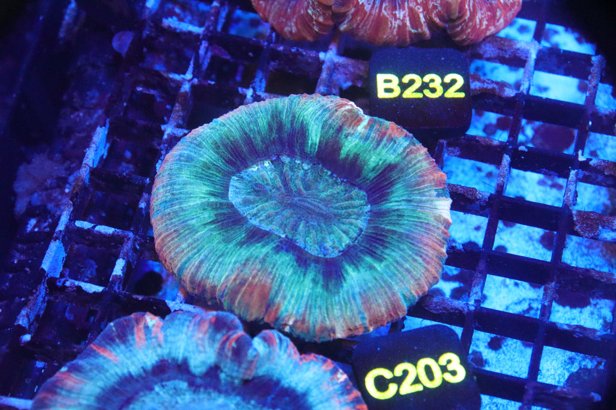 Brain Coral Cone Green (S) - Trachyphyllia geoffroyi (C203)