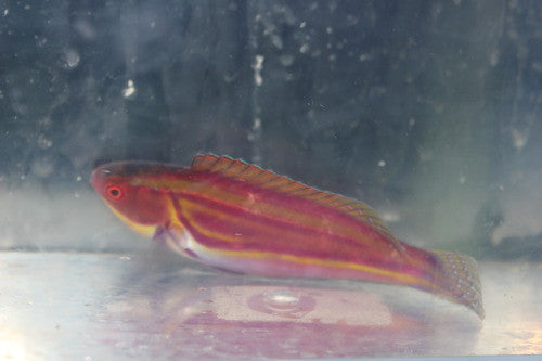 Labouti Wrasse-4” super male