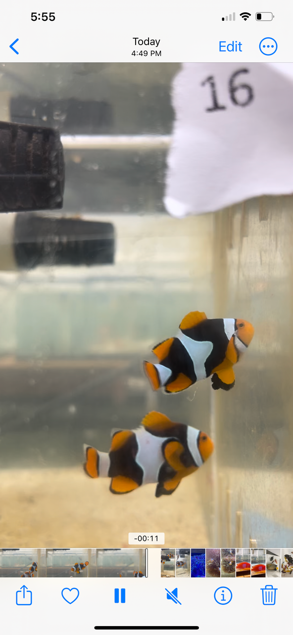 True Percula Clownfish-super black pair 16