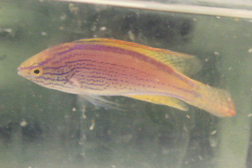 Lineatus Wrasse (Cirrhilabrus lineatus) 4" male