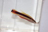 Wrasse Bass | Liopropoma eukrines
