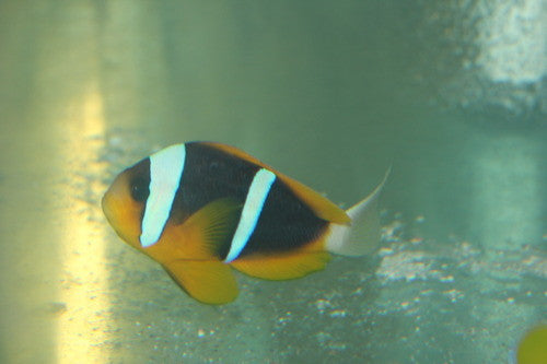 Trio Allardi Clownfish-Kenya