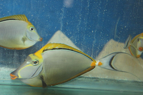 Blonde Naso Tang-8-10” Streamer Male