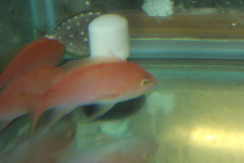 Bali Lunate Anthias (Pseudanthias cf. lunulatus)
