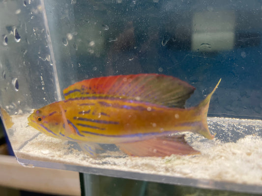 Half-Banded Flasher Wrasse | Paracheilinus hemitaeniatus (SUPER MALE)