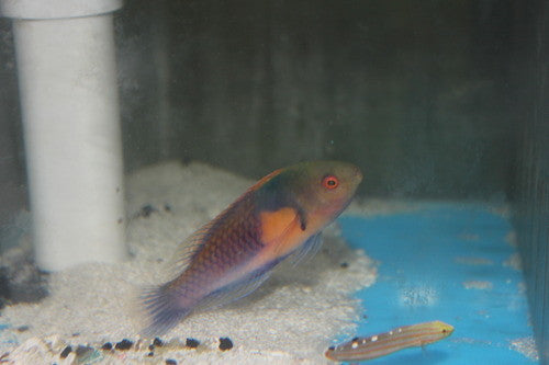 Yellow Flanked Fairy Wrasse | Cirrhilabrus Ryukyuensis