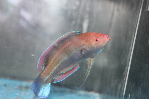 Temminck's Fairy Wrasse-Super Male!