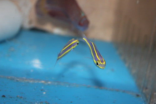 Banana Fish | Pentapodus caninus