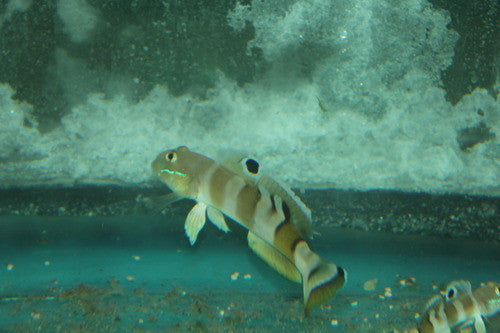 Ward's Sleeper Goby