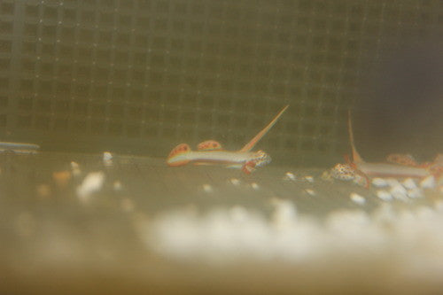 Flaming Prawn Goby (Discordipinna griessingeri)