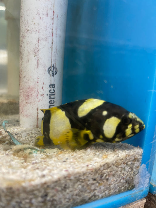 Bumble Bee Grouper (4”)