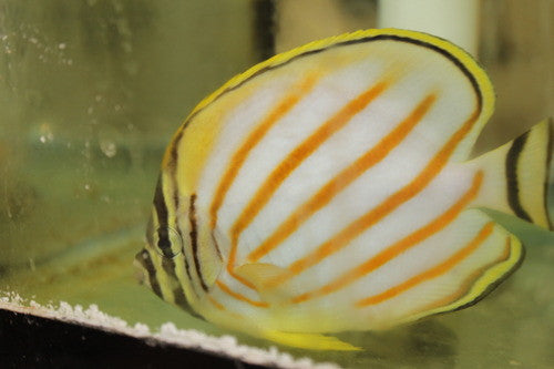 Ornate Butterfly 3-4" (Hawaiian) | Chaetodon Ornatissimus
