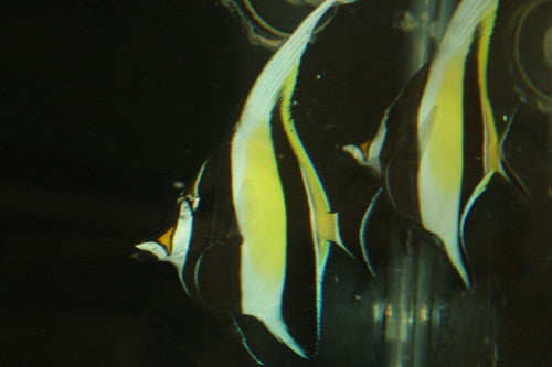 Moorish Idol-Hawaiian