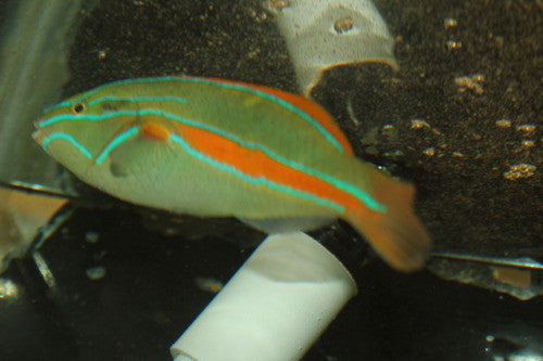 Orange Bar (Belted) Wrasse