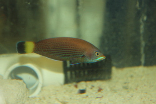 Chiseltooth Wrasse (2-3")