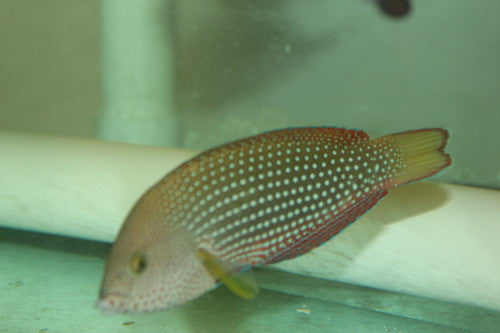 Pearl Wrasse-6-7" Female