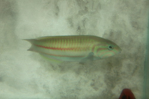 Red Sea Klunzinger's Wrasse (5")