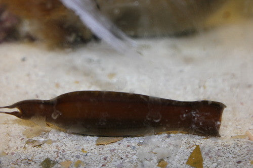 whitespotted bamboo shark egg (Chiloscyllium plagiosum)