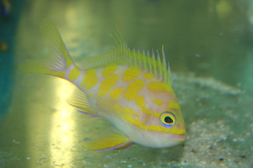 Borbonius Anthias | Odontanthias Borbonius (2-3")